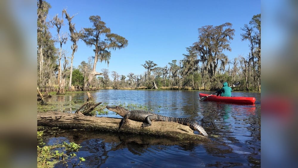Do Alligators Attack Kayaks? Safety Tips Every Paddler Needs Do Alligators Attack Kayaks
